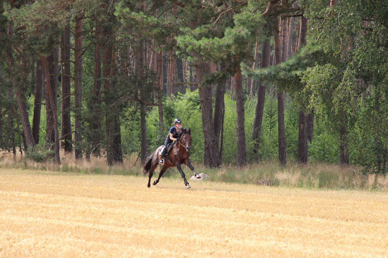 Eventing Horses - Sport Horse Breeding