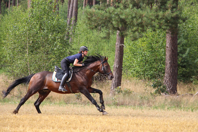 Eventing Horses - Sport Horse Breeding