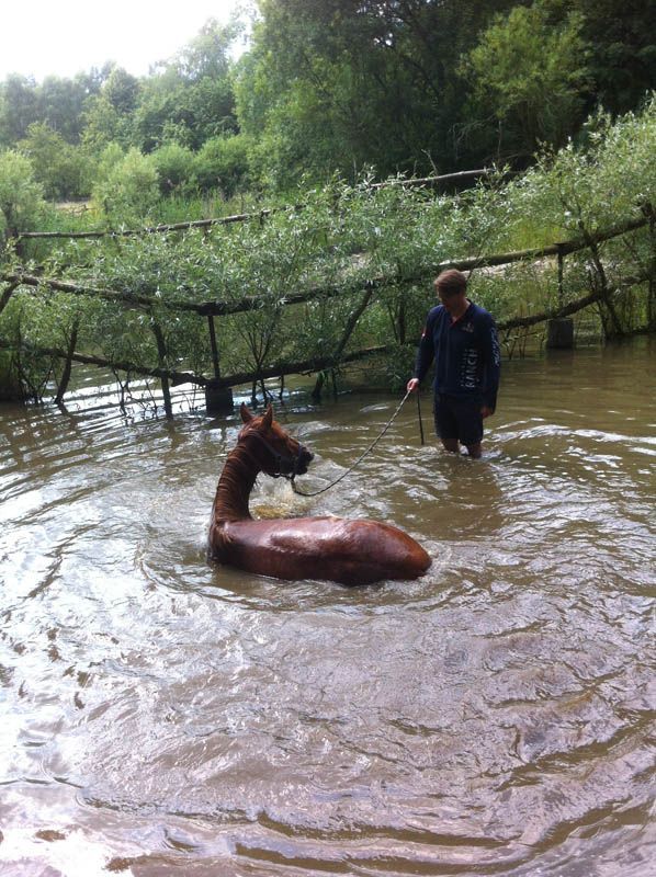Eventing Horses - Sport Horse Breeding