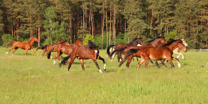 Eventing Horses - Sport Horse Breeding