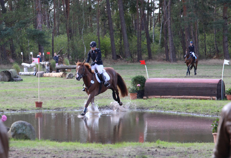 Eventing Horses - Sport Horse Breeding