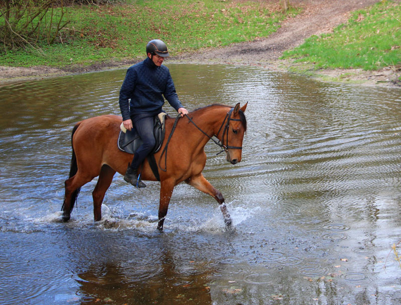 Eventing Horses - Sport Horse Breeding