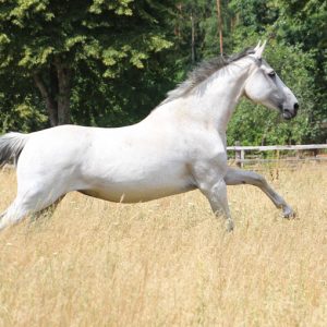 Cimbalou - Cassini II - Bachus - Tumbled - Roman