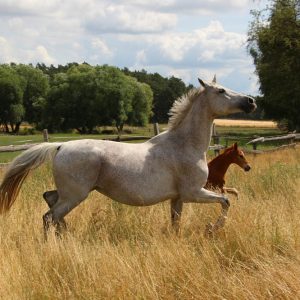 Cleo - Carbano mit Fohlen Citon