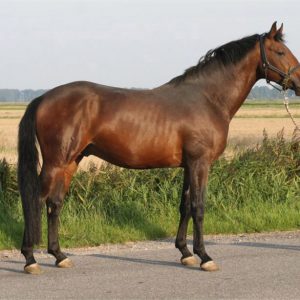 Partbred Araber - Arabisch Partbred