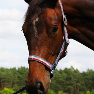 Jährling Raherr: Rohan - Up Chiqui - Ohio van de Padenborre