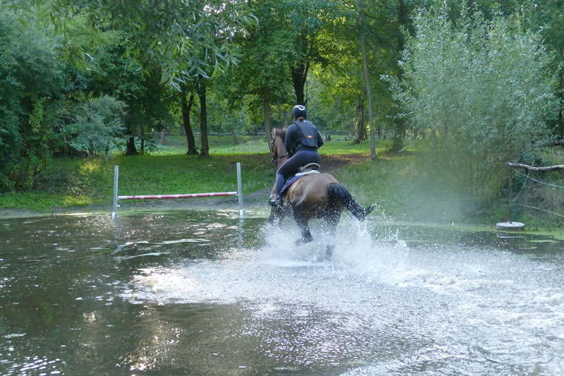 Pferdesport Jahr Sport Horse Stipendium Scholarship