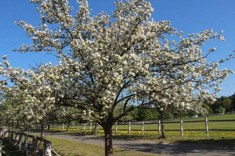 Sabbatical ökologisches Jahr Dorfgemeinschaft