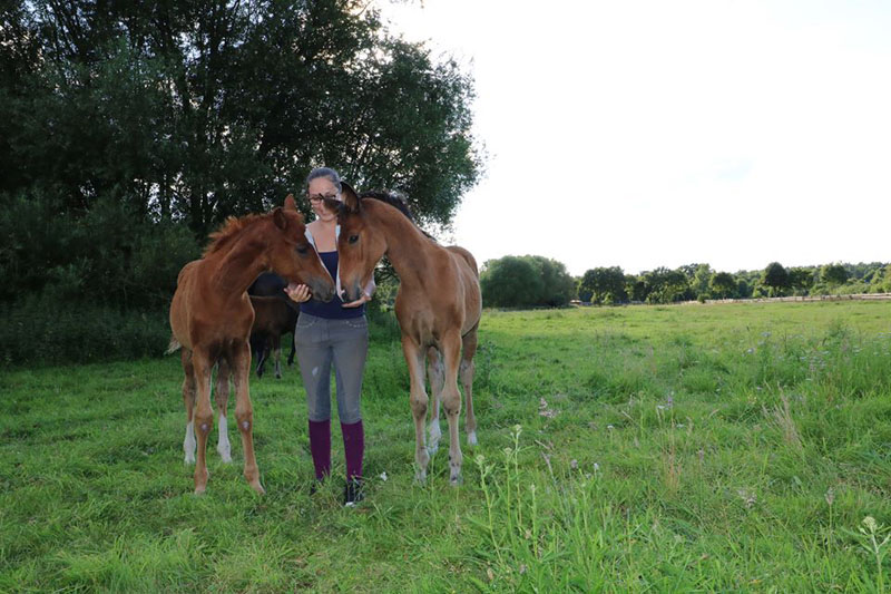 Soziales Jahr - Auszeit auf dem Pferdehof