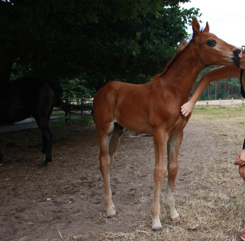 Soziales Jahr - Auszeit auf dem Pferdehof