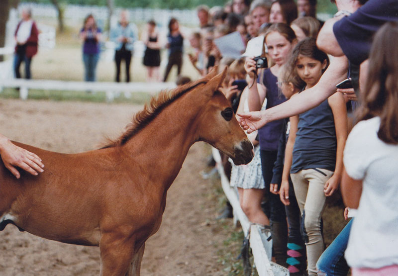 Soziales Jahr - Auszeit auf dem Pferdehof