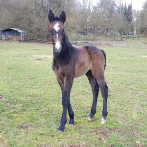 Zephalo von Zandor Z aus einer Cassini II x Bachus x Tumbled x Roman Stute