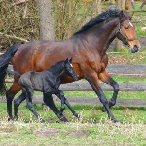 Bachus Z x Caretano Z x Caletto II