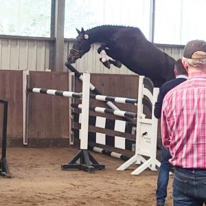 Dannenberger Freispringwettbewerb 2024 Uphelia Z von Ultra Boy aus dem Souper Shuttle Stamm ( Chloe Reid )