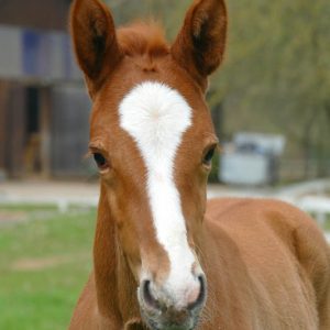 Zanthos von Zandor Z x Semper Fi x Chacco Blue x Stakkato