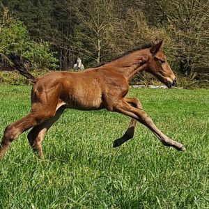 Zénousté - Zandor Z x Verdi TN aus dem Ovelhey-Stamm