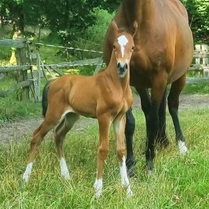 Brantzau Fohlen Brigos von Brantzau x Quito de Baussy