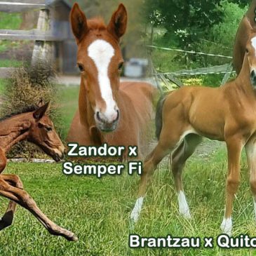 Das Jahr der Sportaraber – 5 Sportaraber Fohlen im Jahr 2024