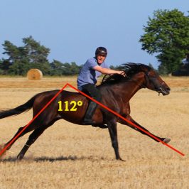 Sportaraber Schrittlänge 112° Stride angle 112°