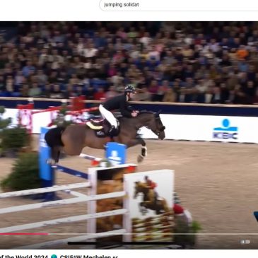 Springpferd Solidat ist auf dem besten Weg nach ganz oben …