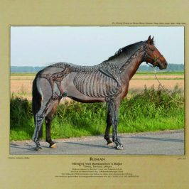 Training und Knochenaufbau von jungen Pferden - Jungpferde Training