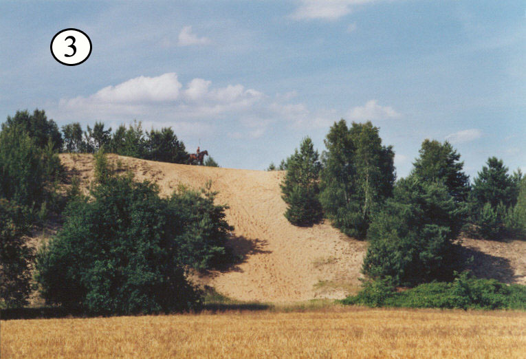 Training und Knochenaufbau von jungen Pferden - Jungpferde Training