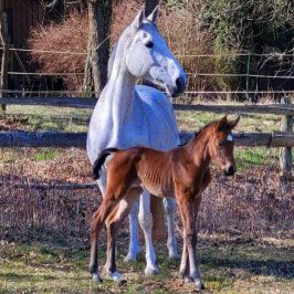 Potter du Manaou Fohlen - Potter du Manaou x Cassini II x Bachus