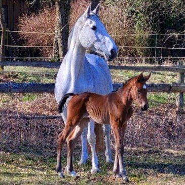 Potter du Manaou Fohlen ( Potter du Manaou x Cassini II x Bachus )