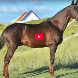 Potter du Manaou Stallion Etalon Hengst