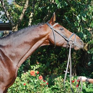 Sporthorse mit viel Edelblut